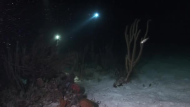 Rays of lights during a night dive. — Stock Video