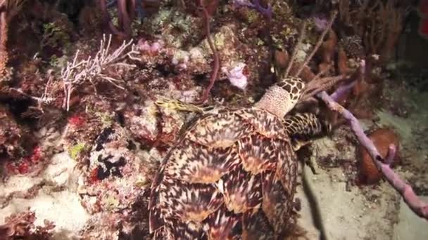 Schildkröte auf Nahrungssuche in der Nacht am Riff. — Stockvideo