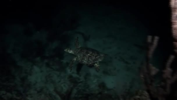 Schildpad op zoek naar voedsel in de nacht op het rif. — Stockvideo