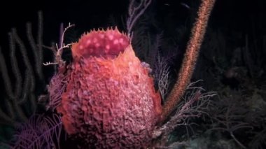 Bir gece dalış güzel polip.