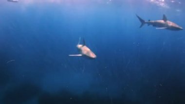 Geminin alt gıda için arama köpekbalığı.