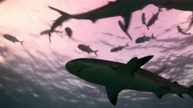 Geminin alt gıda için arama köpekbalığı.