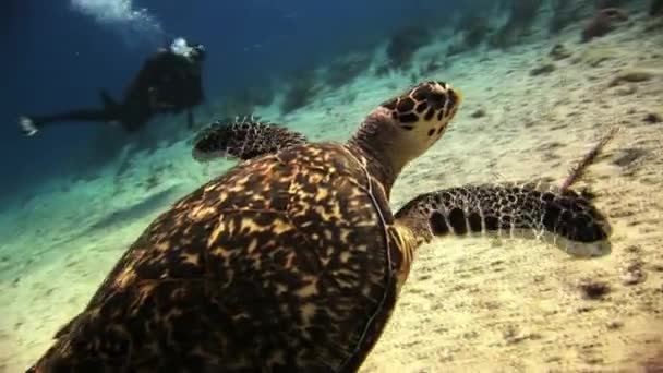 Tortuga en el fondo del mar buscando comida . — Vídeo de stock