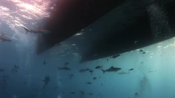 Haai op zoek naar voedsel onder de bodem van het schip. — Stockvideo