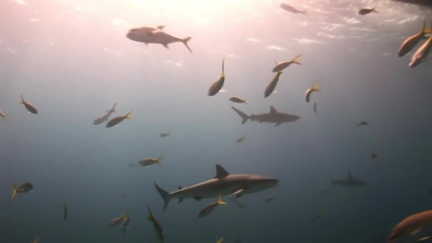 船の下に食品を探してサメ. — ストック動画