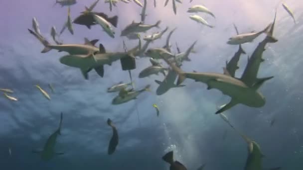 Requins à la recherche de nourriture sur le récif . — Video