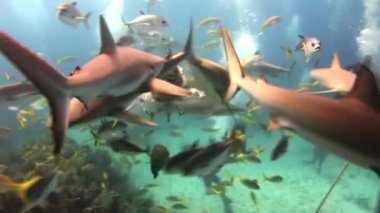 Tüplü köpekbalığı Haritayı besleme. Dalgıçlar, köpekbalıkları.