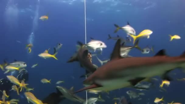 Dybdehajfodringsshow. Dykkerne, hajerne . – Stock-video