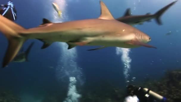 Scuba shark feeding show. The divers, sharks. — Stock Video