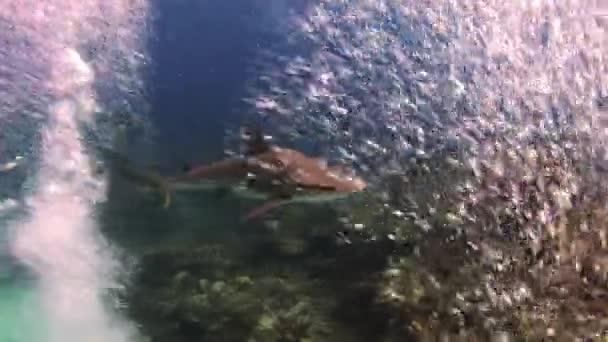 Espectáculo de alimentación de tiburones de buceo. Los buzos, los tiburones . — Vídeo de stock