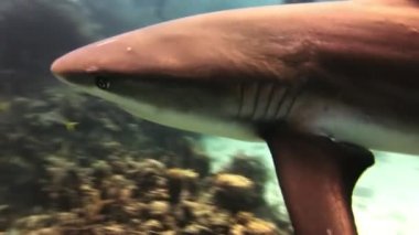 Köpekbalıklarını besleyen dalış gösterisi. Dalgıçlar, köpekbalıkları..