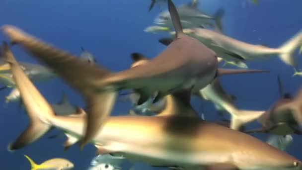 Dykning visar utfodring hajar. Dykare, hajar. — Stockvideo