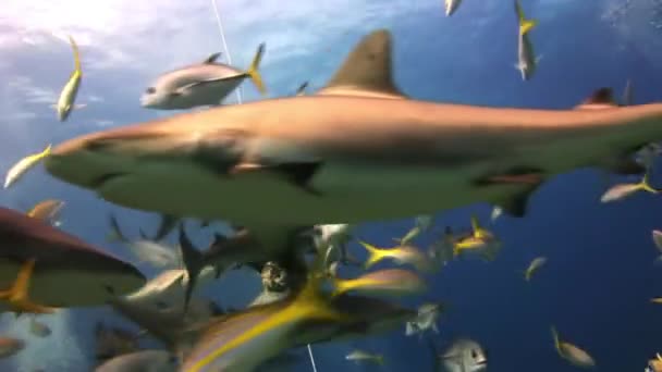 Muchos tiburones de arrecife se comen el cebo. Los buzos, los tiburones . — Vídeo de stock