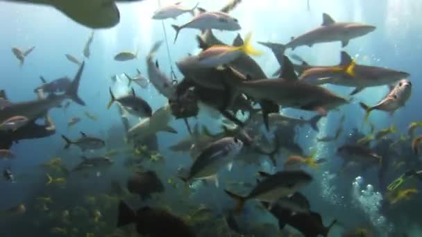 Šedá útes žraloků útoku potápěče poblíž jídlo. — Stock video