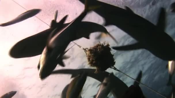 Tiburones de arrecife gris y peces atacan alimentos . — Vídeo de stock