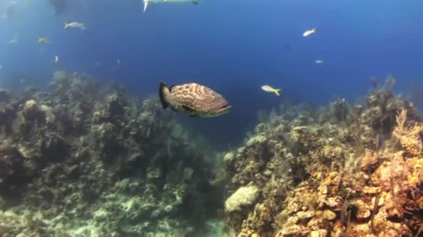 Grande agrupador de peixes no recife em busca de comida . — Vídeo de Stock