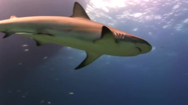 De haai zwemt in de blauwe zee op zoek naar voedsel. — Stockvideo