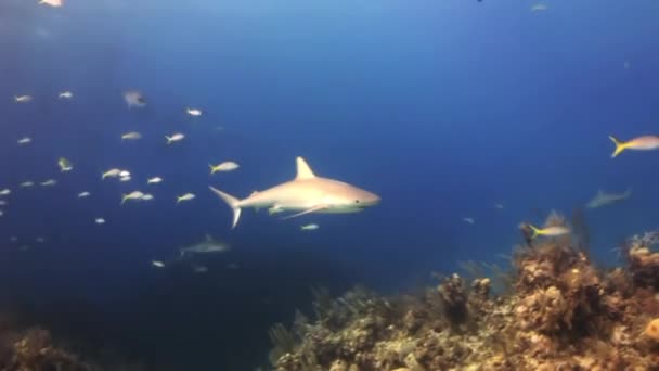 De haai zwemt in de blauwe zee op zoek naar voedsel. — Stockvideo