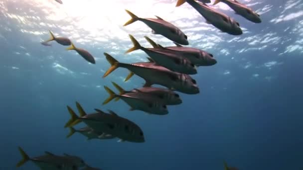 Fischschwärme unter dem Meer auf der Suche nach Nahrung. — Stockvideo