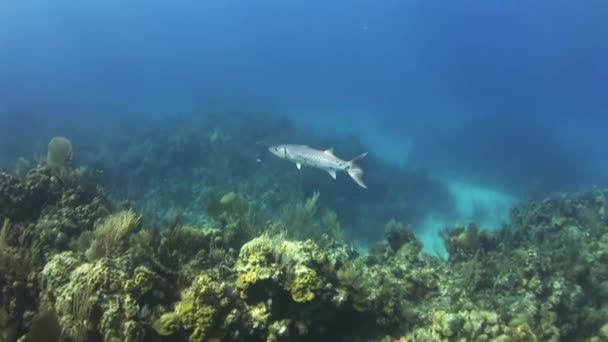 Barracuda on the reef in search of food. — Stock Video