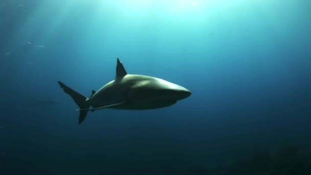 Requin gris de récif dans les eaux de mer à la recherche de nourriture . — Video
