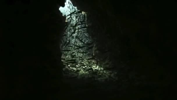 Ecole de poissons en verre dans une grotte sous-marine . — Video