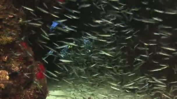 Escuela de peces de vidrio en una cueva submarina . — Vídeo de stock