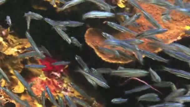 Ecole de poissons en verre dans une grotte sous-marine . — Video