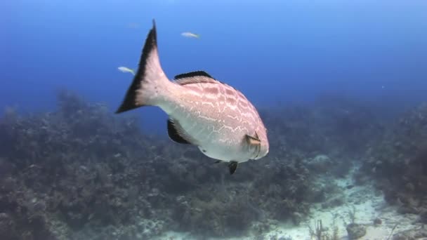Podvodní korálové útesy a tropických ryb v Bahamy — Stock video