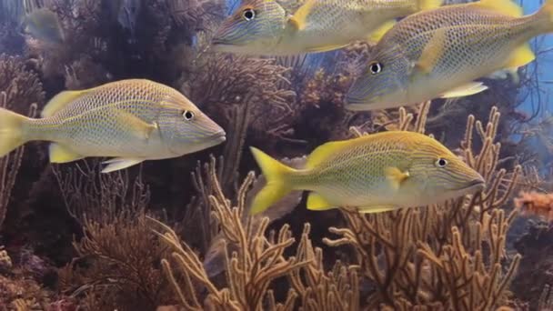 Unterwasser-Korallenriffe und tropische Fische auf Bahamas — Stockvideo