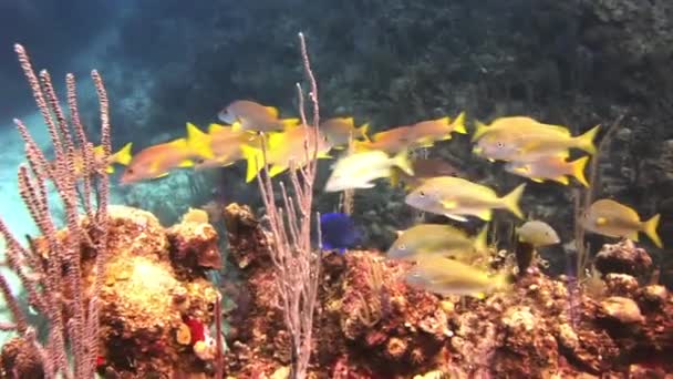 Arrecife de Coral Submarino y Peces Tropicales en Bahamas — Vídeos de Stock