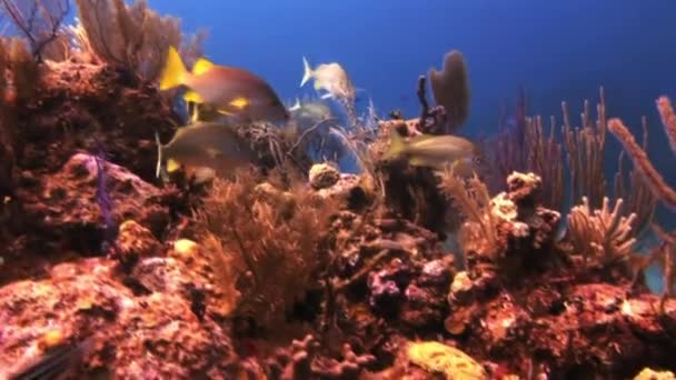 Récif corallien sous-marin et poissons tropicaux aux Bahamas — Video