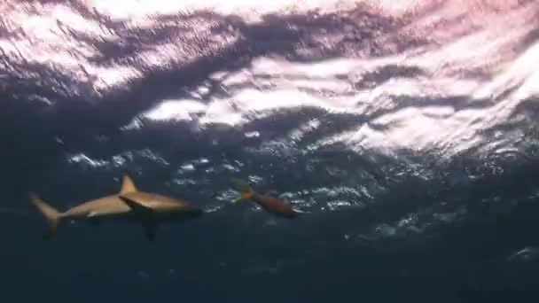 Tubarão à procura de comida no fundo do navio . — Vídeo de Stock