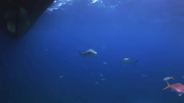 Haai op zoek naar voedsel onder de bodem van het schip. — Stockvideo