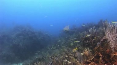 Sualtı mercan ve tropikal balık Bahamalar