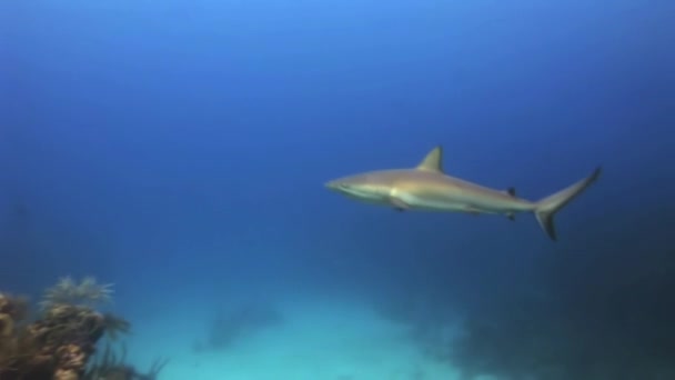 Shark searching for food under the bottom of ship. — Stock Video