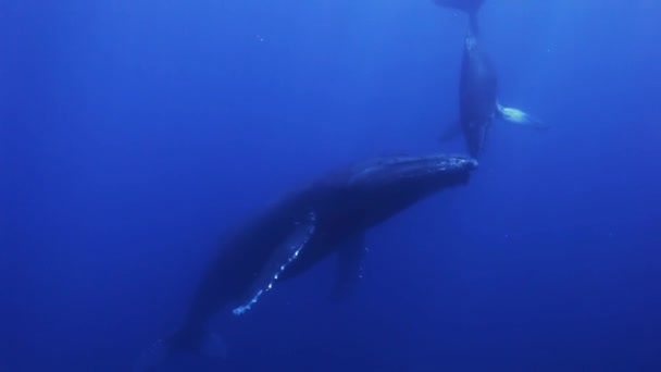 驼背鲸妈妈和小牛在蓝色的海水中. — 图库视频影像