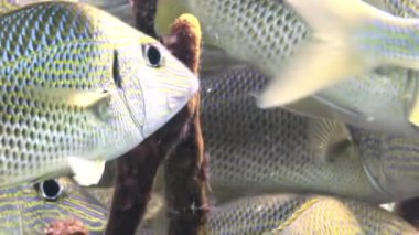 Resif üzerinde okul sarı gümüş balık yiyecek arama.