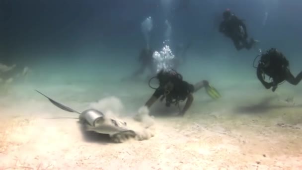 Stingray en el fondo arenoso del mar y buzos . — Vídeos de Stock