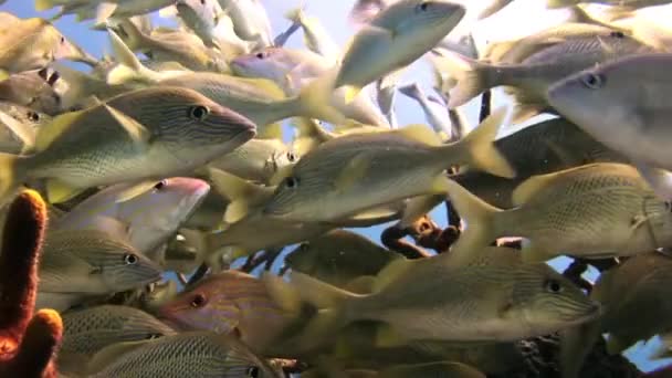 School yellow silver fish on reef search of food. — Stock Video