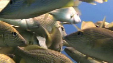 Resif üzerinde okul sarı gümüş balık yiyecek arama.