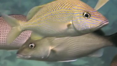 Resif üzerinde okul sarı gümüş balık yiyecek arama.