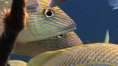 Resif üzerinde okul sarı gümüş balık yiyecek arama.