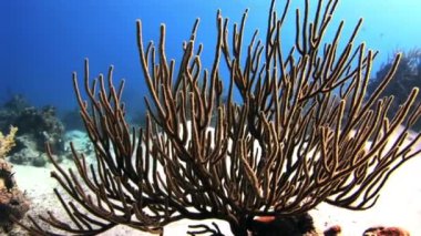 Güneşteki mercan dalları. Yakın çekim.