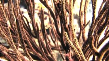 Güneşteki mercan dalları. Yakın çekim.