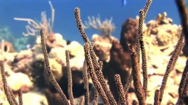 Güneşteki mercan dalları. Yakın çekim.