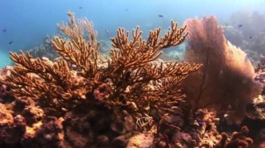 Deniz tabanında gorgonian mercanlarının geliştirilmesi.
