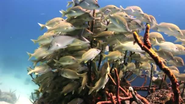 Escuela de peces de plata amarilla en la búsqueda de los arrecifes de alimentos . — Vídeo de stock