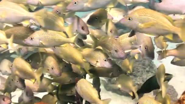 Skolan gul silver fisk på revet söka mat. — Stockvideo