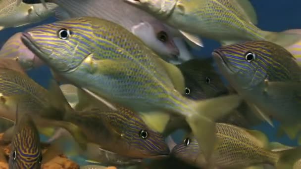 Escuela de peces de plata amarilla en la búsqueda de los arrecifes de alimentos . — Vídeo de stock